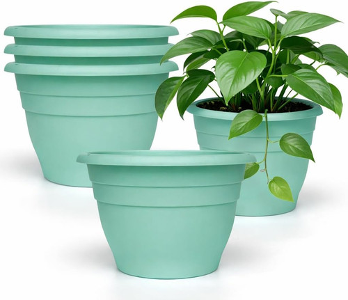 Pack inch plant - inch,